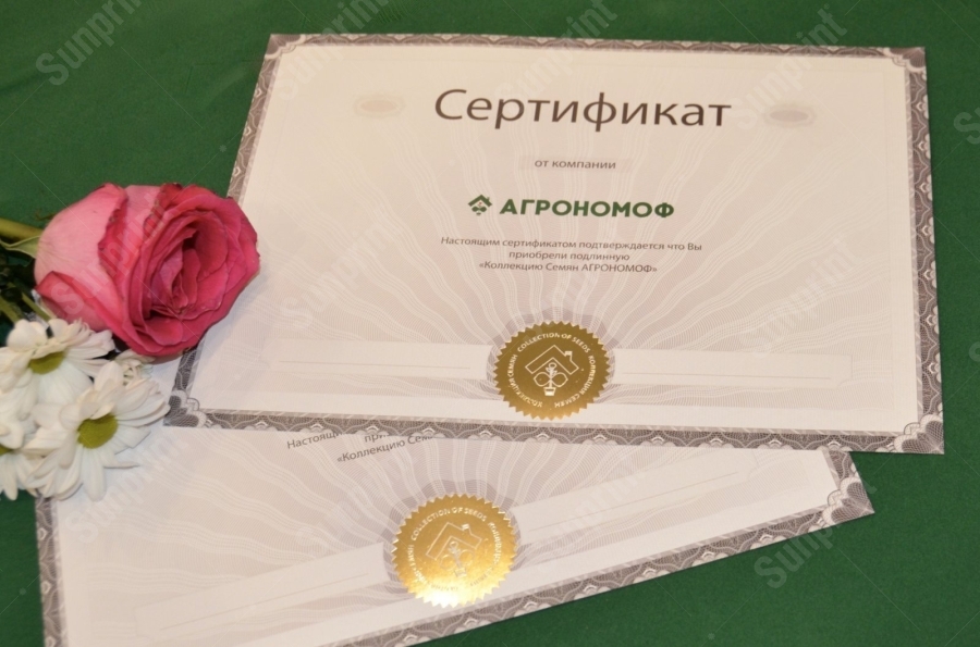 Наш образец: гильошная сетка в макете
